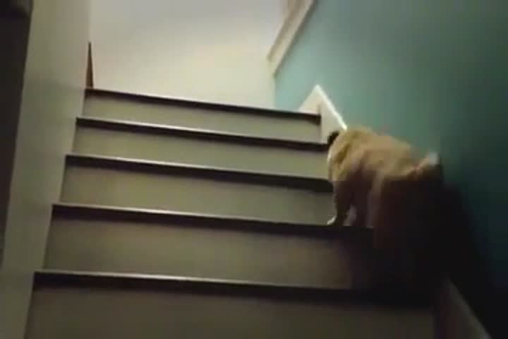 Попастая сучка поднимается по лестнице гиф
