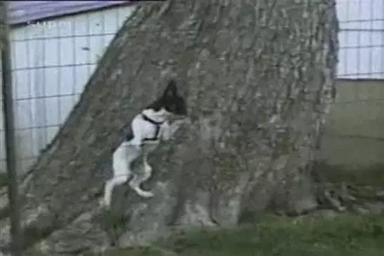 Ce chien a très envie de passer chez le voisin