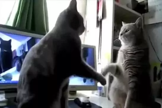 Des chats jouent à Plop Plop Plop