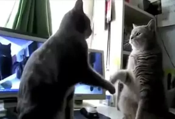 Des chats jouent à Plop Plop Plop