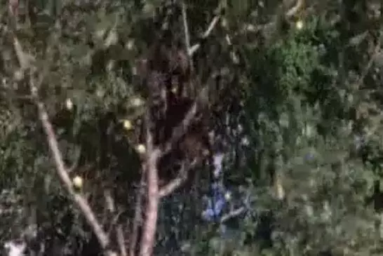 Amarula - Animaux bourrés