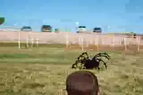 Araignée Géante