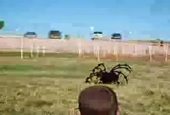 Araignée Géante