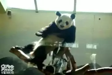 Un panda super chaud