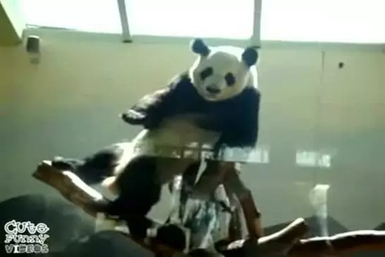 Un panda super chaud