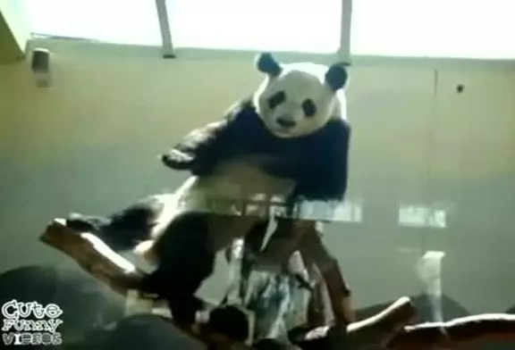 Un panda super chaud