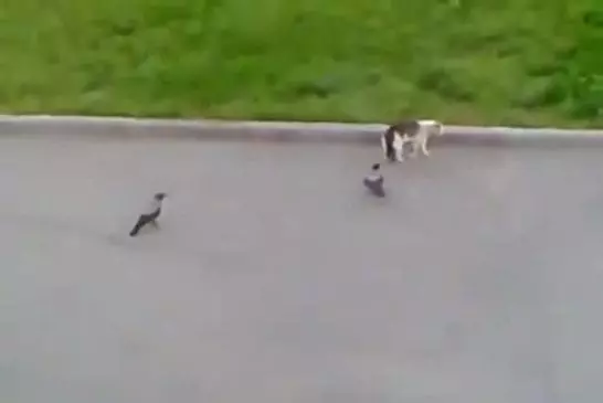 Attaque d’oiseaux contre un chat
