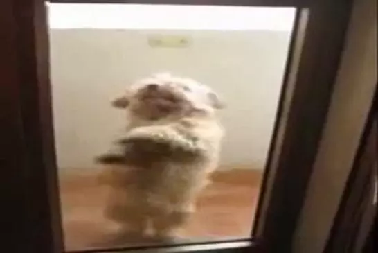 Dancing Dog