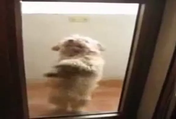 Dancing Dog