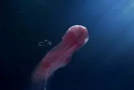 Dans le fond du lave linge