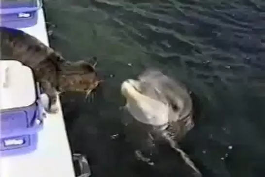 Un chat joue avec un dauphin