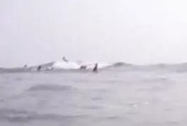 Requin vs surfeur !