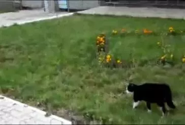 Un duel à mort entre un chien et un chat !