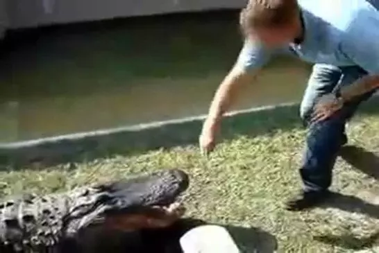 Ne jamais jouer au plus malin avec la gueulle d’un crocodile !