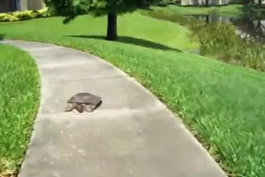 A ceux qui disent qu’une tortue est lente...