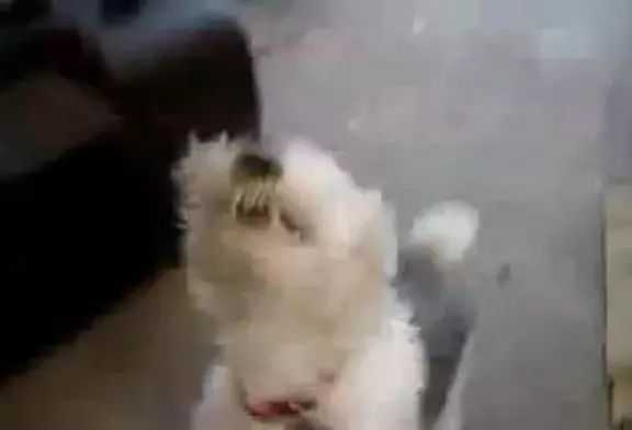 Un chien se fait un bonne bouffée d’helium pour la forme !