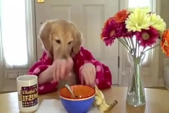 Un astucieux montage nous montre un chien en train de prendre son petit déjeuner !