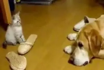 Un petit chaton veut jouer avec un chien et lui saute en plein face !