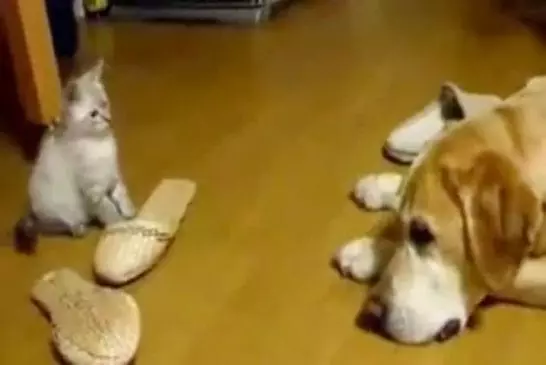 Un petit chaton veut jouer avec un chien et lui saute en plein face !