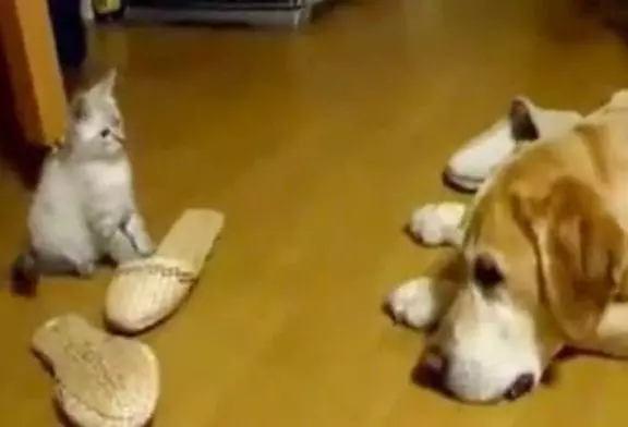 Un petit chaton veut jouer avec un chien et lui saute en plein face !