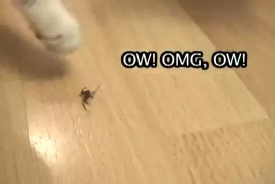 Deux chats sont en train de jouer avec une arraignée avant de manger celle-ci !