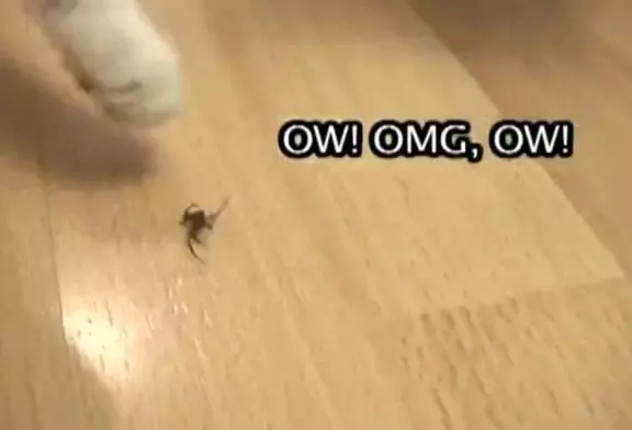 Deux chats sont en train de jouer avec une arraignée avant de manger celle-ci !