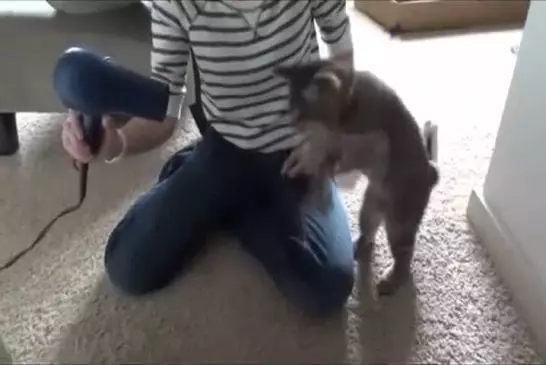 Un petit chat se bat contre l’air provoqué par un sèche-cheveux !