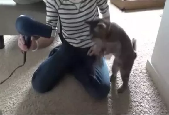 Un petit chat se bat contre l’air provoqué par un sèche-cheveux !