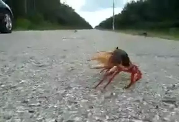 Un russe a la très mauvaise idée de vouloir faire le malin avec un crabe !