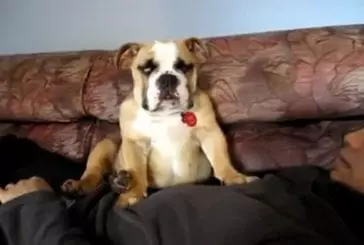Un bulldog se fait filmer en train de s’endormir et tombe de fatigue !