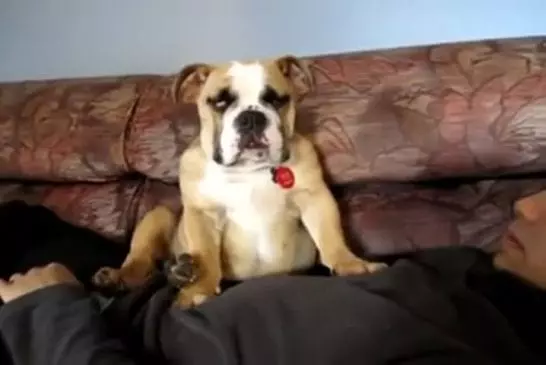 Un bulldog se fait filmer en train de s’endormir et tombe de fatigue !