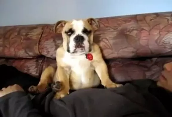 Un bulldog se fait filmer en train de s’endormir et tombe de fatigue !