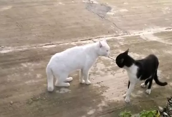 Un chat faché se dresse comme un cobra