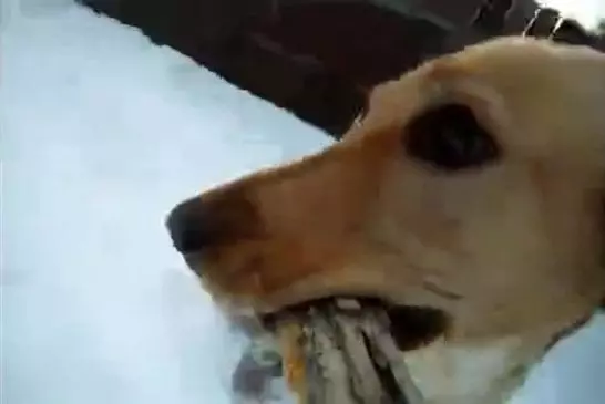 Ce chien vole la caméra de son maitre