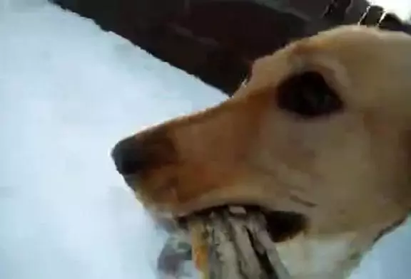 Ce chien vole la caméra de son maitre