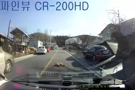 Un chien bien décidé à bloquer la police