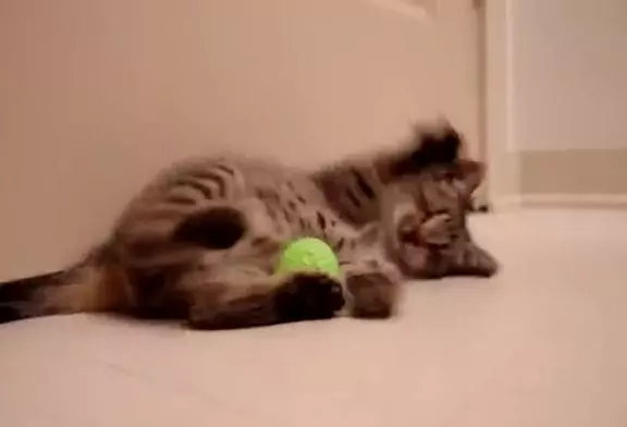 Un petit chaton aveugle joue pour la première fois avec ses jeux !