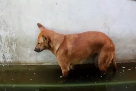 Un chien ne peut s’empecher de s’endormir même dans une flaque !