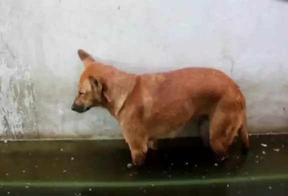 Un chien ne peut s’empecher de s’endormir même dans une flaque !