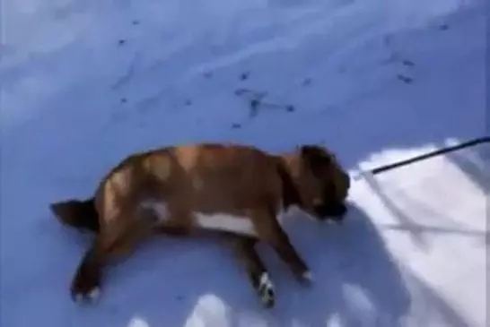 Ce chien a décidé de ne pas marcher sur le sol plein de neige !