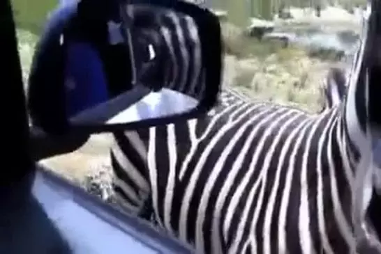 Dans un zoo , un zèbre très poli vient faire un coucou à la fenêtre !