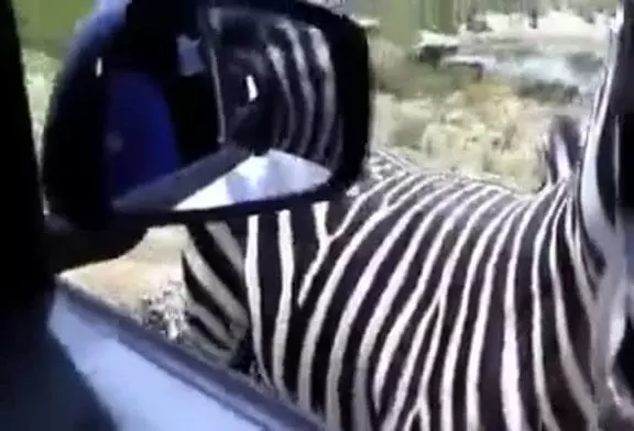 Dans un zoo , un zèbre très poli vient faire un coucou à la fenêtre !