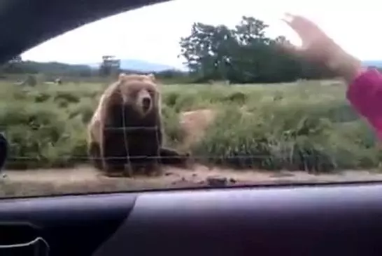 Un ours dit bonjour aux passant d’un zoo lorsque ceux-ci font un signe de la main !