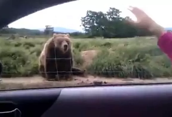 Un ours dit bonjour aux passant d’un zoo lorsque ceux-ci font un signe de la main !