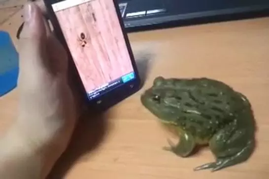 Un crapaud joue avec un smartphone !