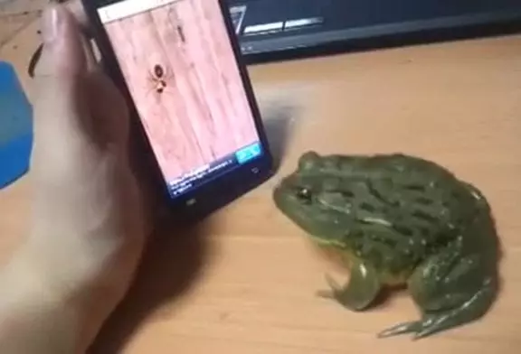 Un crapaud joue avec un smartphone !