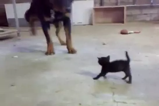 Rottweiller VS Chaton !