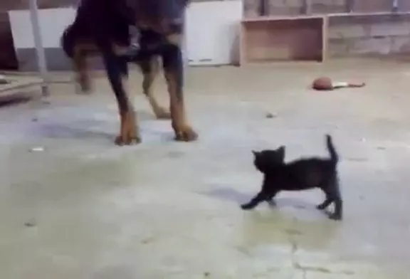 Rottweiller VS Chaton !