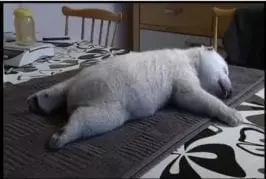 Un petit ourson est bichonné par un homme !