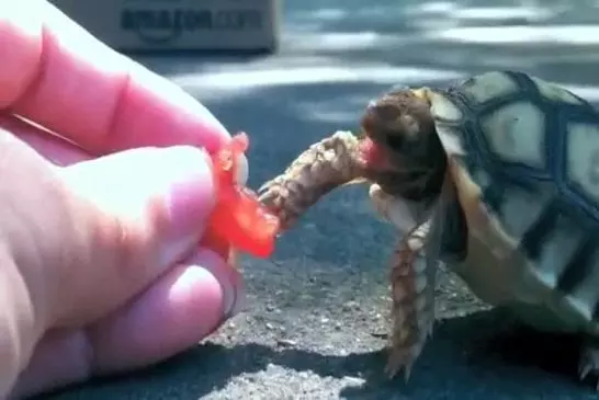 Une tortue galère pour se nourrir !